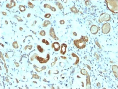 STAT3 Monoclonal Mouse Antibody (STAT3/2409)