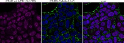 SUMO 1 Monoclonal Mouse Antibody (SM1/495)