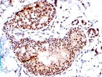 SUMO 1 Monoclonal Mouse Antibody (SM1/495)