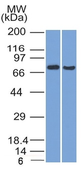 TCF4 Monoclonal Mouse Antibody (TCF4/1705)