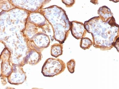 Thrombomodulin / CD141 Recombinant Monoclonal Mouse Antibody (rTHBD/1591)