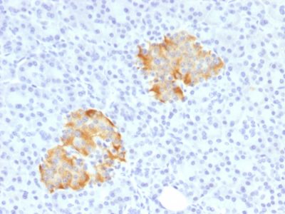 TNF-Alpha Polyclonal Rabbit Antibody