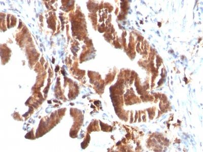 Topoisomerase I, Mitochondrial Monoclonal Mouse Antibody (TOP1MT/488)