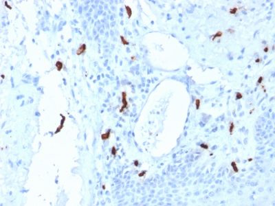 Tryptase Monoclonal Mouse Antibody (TPSAB1/1961)