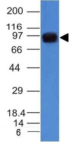 UACA / Nucling Monoclonal Mouse Antibody (AE-5)