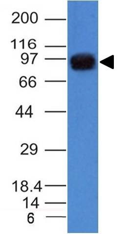 UACA / Nucling Monoclonal Mouse Antibody (UACA/1222)