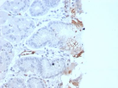 von Willebrand Factor / vWF Recombinant Monoclonal Mouse Antibody (rVWF/2480)