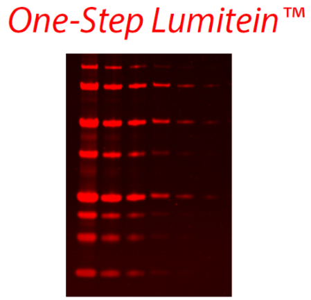One-Step Lumitein™ Protein Gel Stain