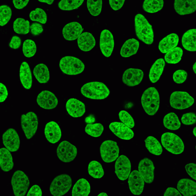 NucSpot® Nuclear Stains