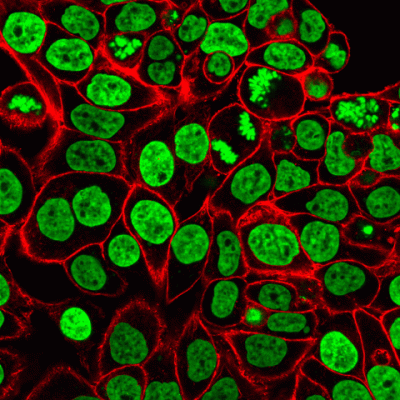 NucSpot® Nuclear Stains