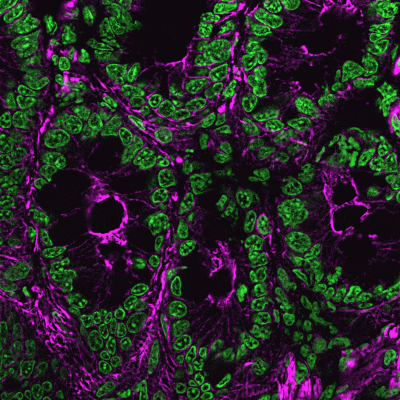 NucSpot® Nuclear Stains