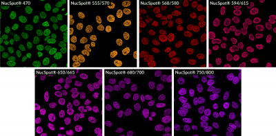NucSpot® Nuclear Stains
