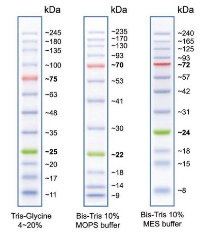 Peacock™ Plus Prestained Protein Marker