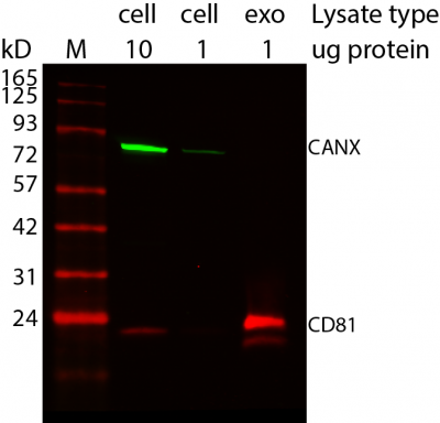Peacock™ Prestained Protein Marker