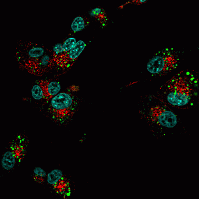 Transferrin (human) CF® Dye Conjugates