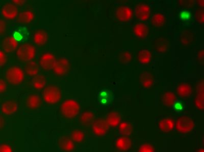 NucView® 488 & MitoView™ 633 Apoptosis Assay Kit