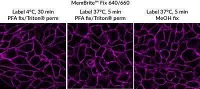 MemBrite® Fix Cell Surface Staining Kits