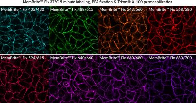 MemBrite® Fix Cell Surface Staining Kits