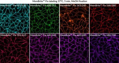MemBrite® Fix Cell Surface Staining Kits