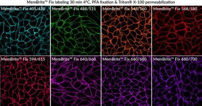 MemBrite® Fix Cell Surface Staining Kits