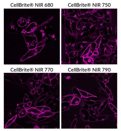 CellBrite® NIR Cytoplasmic Membrane Dyes