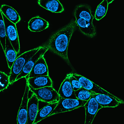 Concanavalin A (Con A) CF® Dye Conjugates