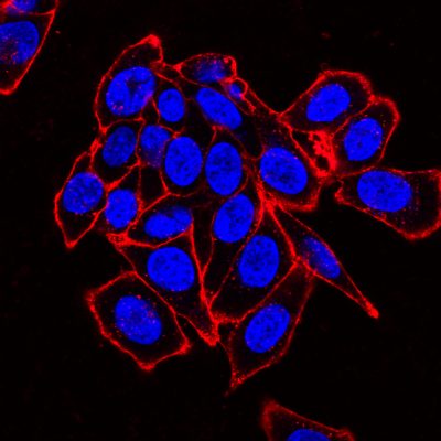 Concanavalin A (Con A) CF® Dye Conjugates