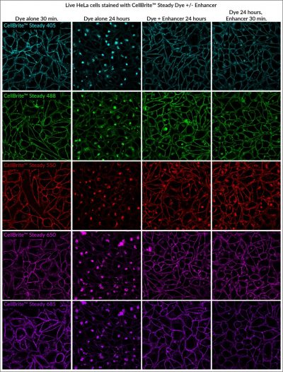 CellBrite® Steady Membrane Staining Kits
