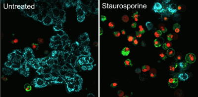 NucView® Caspase-3 Enzyme Substrates