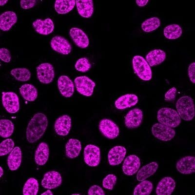 NucSpot® Live Cell Nuclear Stains