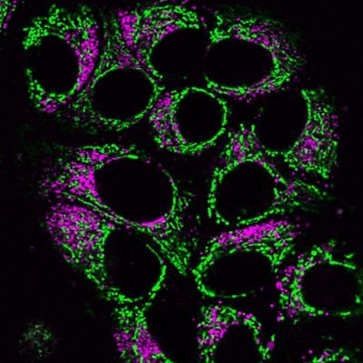 LysoView™ Dyes