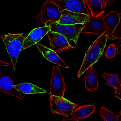 Mix-n-Stain™ CF® Dye Small Ligand Labeling Kits