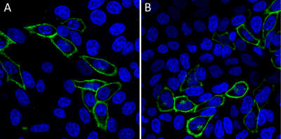 Mix-n-Stain™ CF® Dye Small Ligand Labeling Kits