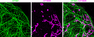 Mix-n-Stain™ STORM CF® Dye Antibody Labeling Kits
