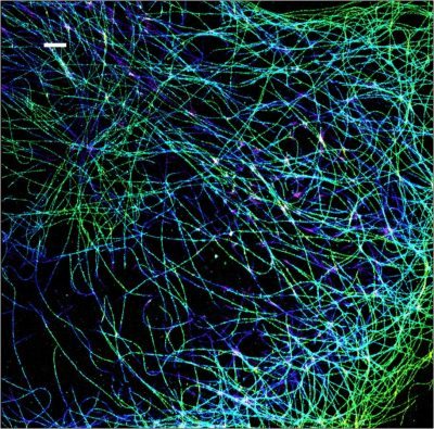 Mix-n-Stain™ STORM CF® Dye Antibody Labeling Kits