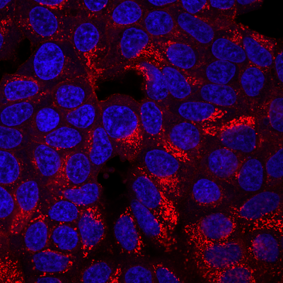 CD63 Monoclonal Mouse Antibody (H5C6)