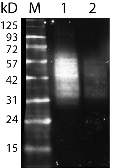 CD63 Monoclonal Mouse Antibody (H5C6)