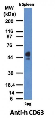 CD63 Monoclonal Mouse Antibody (MX-49.129.5)