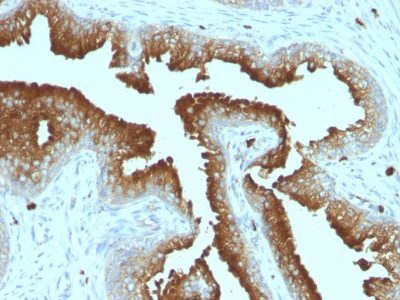 CD63 Monoclonal Mouse Antibody (MX-49.129.5)
