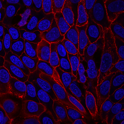 CD9 Monoclonal Mouse Antibody (HI9a)