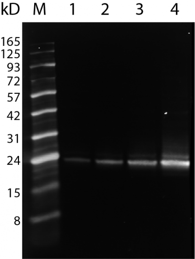 CD9 Monoclonal Mouse Antibody (HI9a)