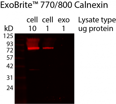 ExoBrite™ Calnexin Western Antibody