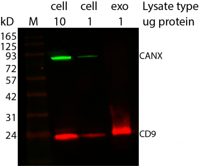 ExoBrite™ Calnexin Western Antibody