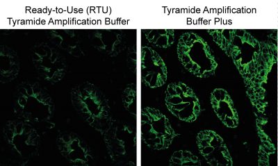 Tyramide Amplification Kit with HRP Goat Anti-Mouse and CF® Dye or Biotin Tyramide
