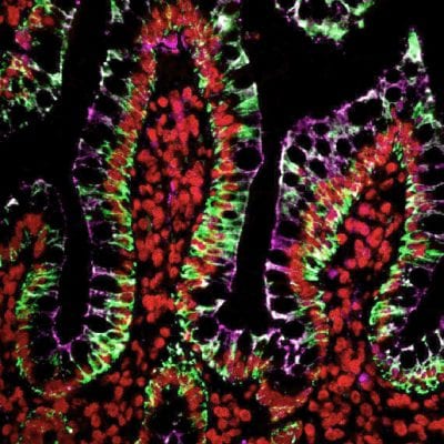 CF® Dye Tyramide