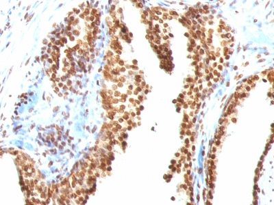 Double-Stranded DNA Monoclonal Mouse Antibody (AE-2)
