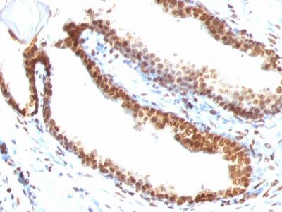 Double-Stranded DNA Monoclonal Mouse Antibody (DSD/958)