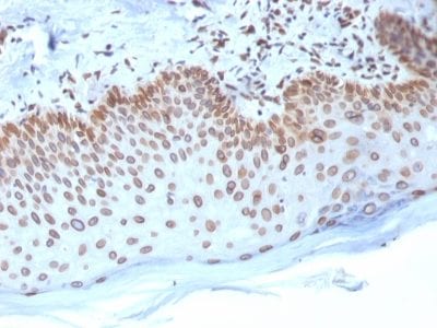 Emerin Monoclonal Mouse Antibody (EMD/2168)
