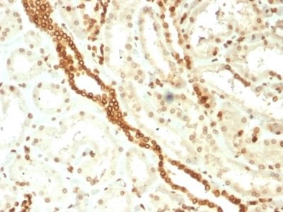 Emerin Monoclonal Mouse Antibody (EMD/2168)