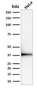Emerin Monoclonal Mouse Antibody (EMD/2168)
